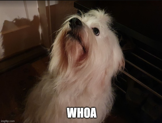 1675290692562.png