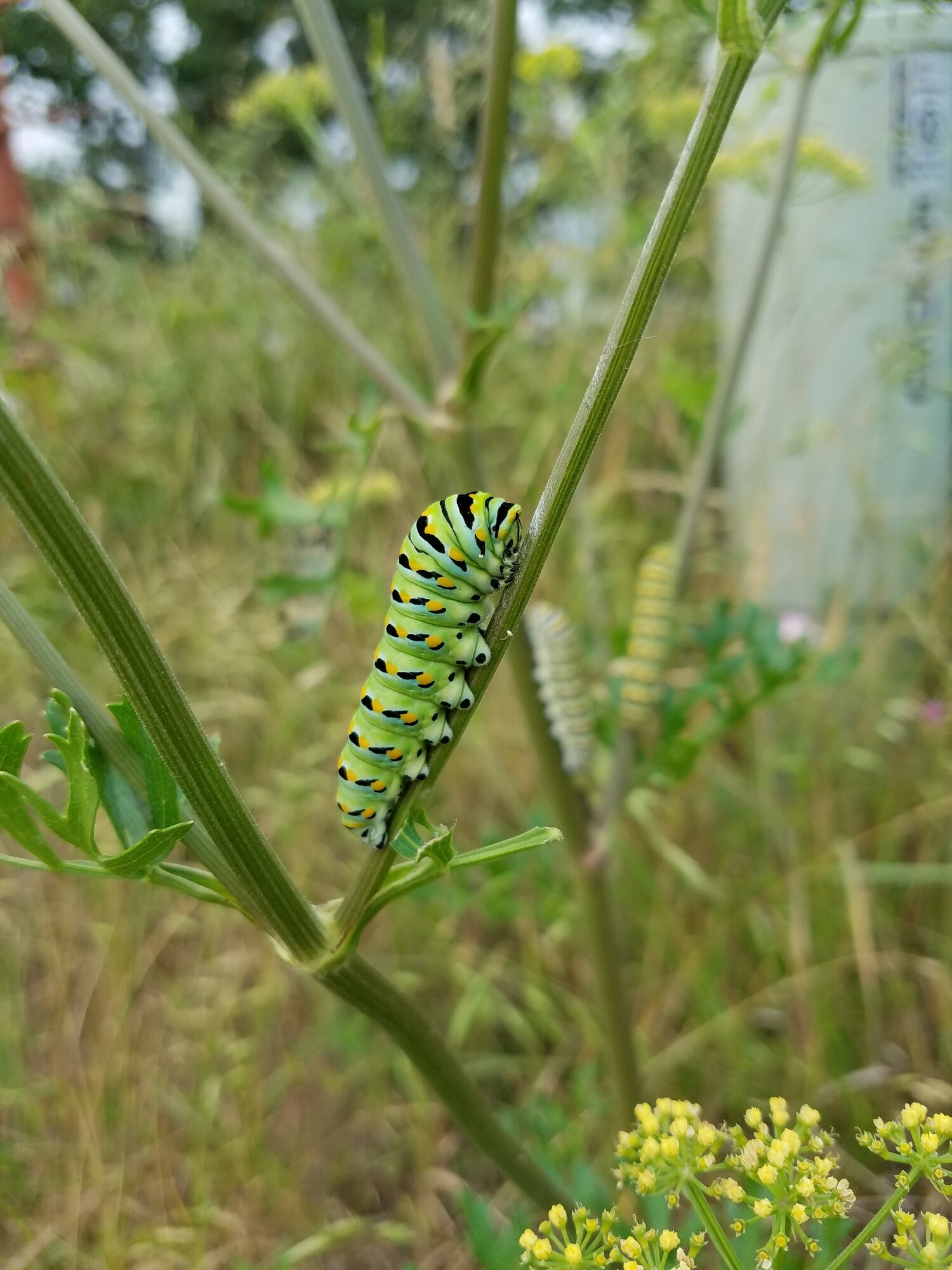insect3.jpg
