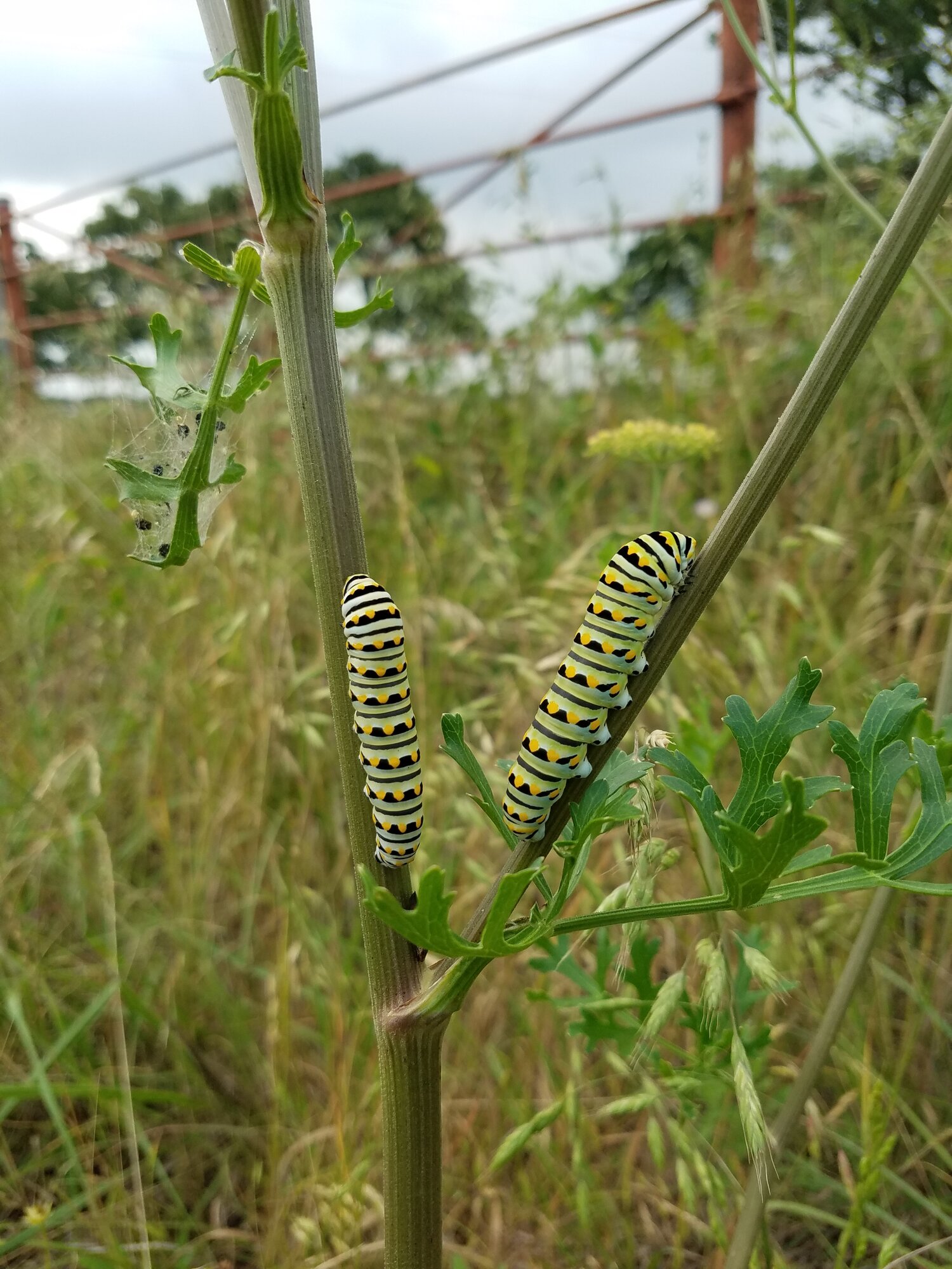 insect2.jpg