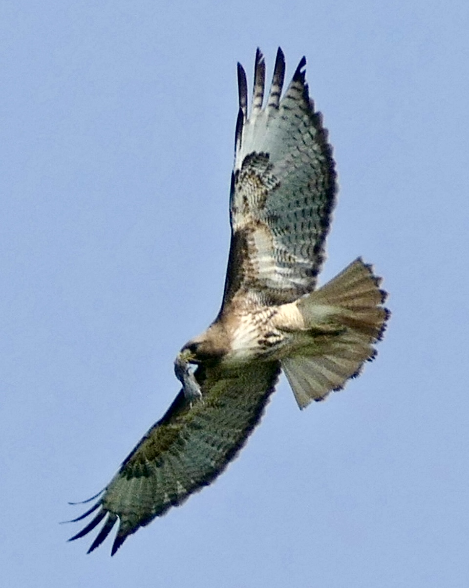 1718910078222.png