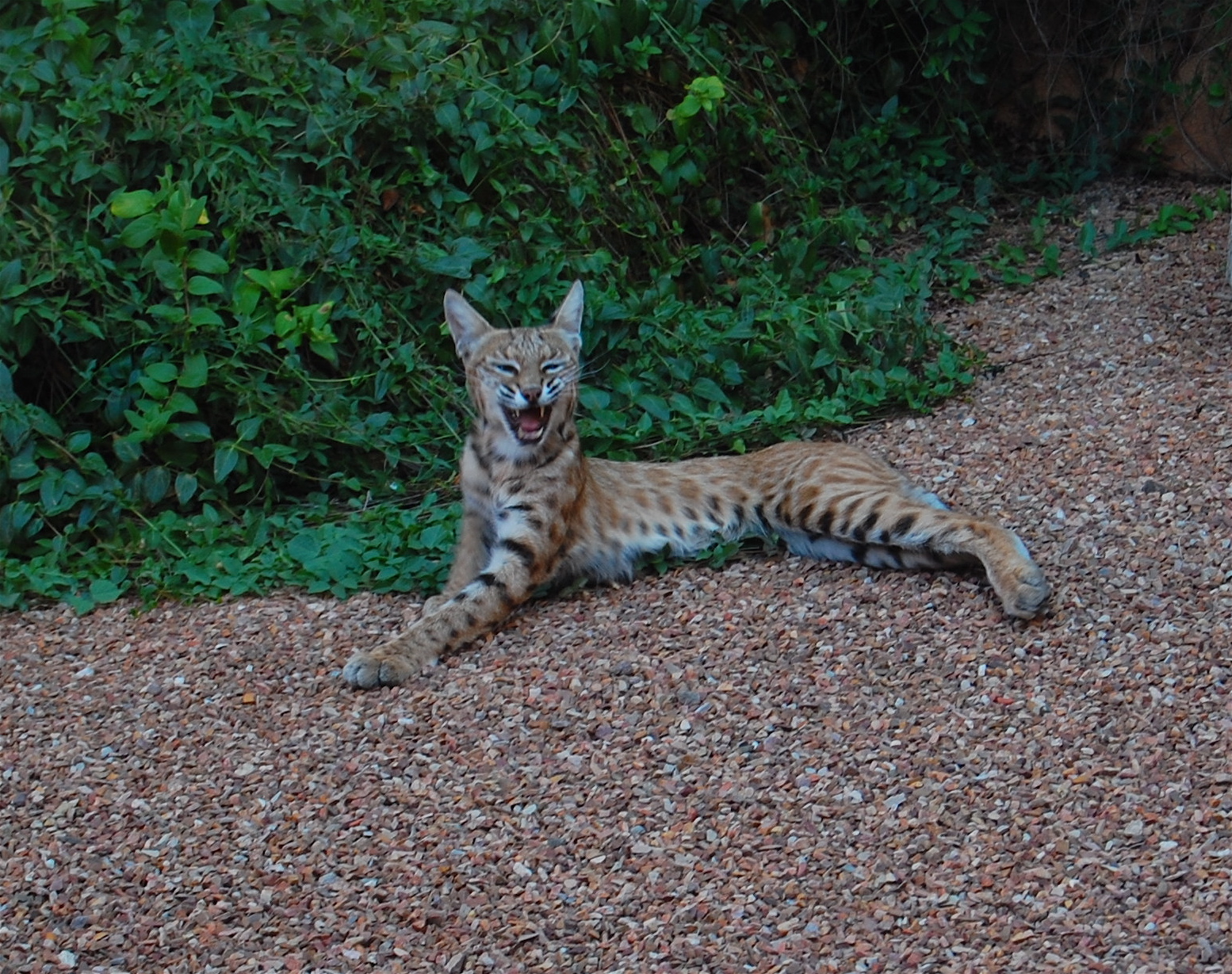 DSC_0251.JPG