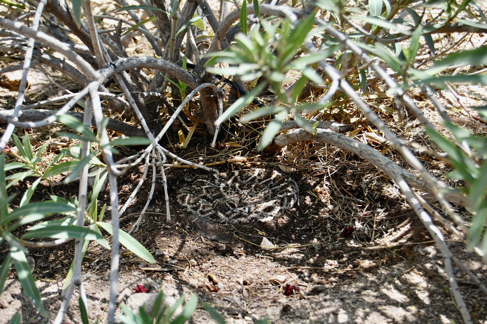 DSC_2145.JPG