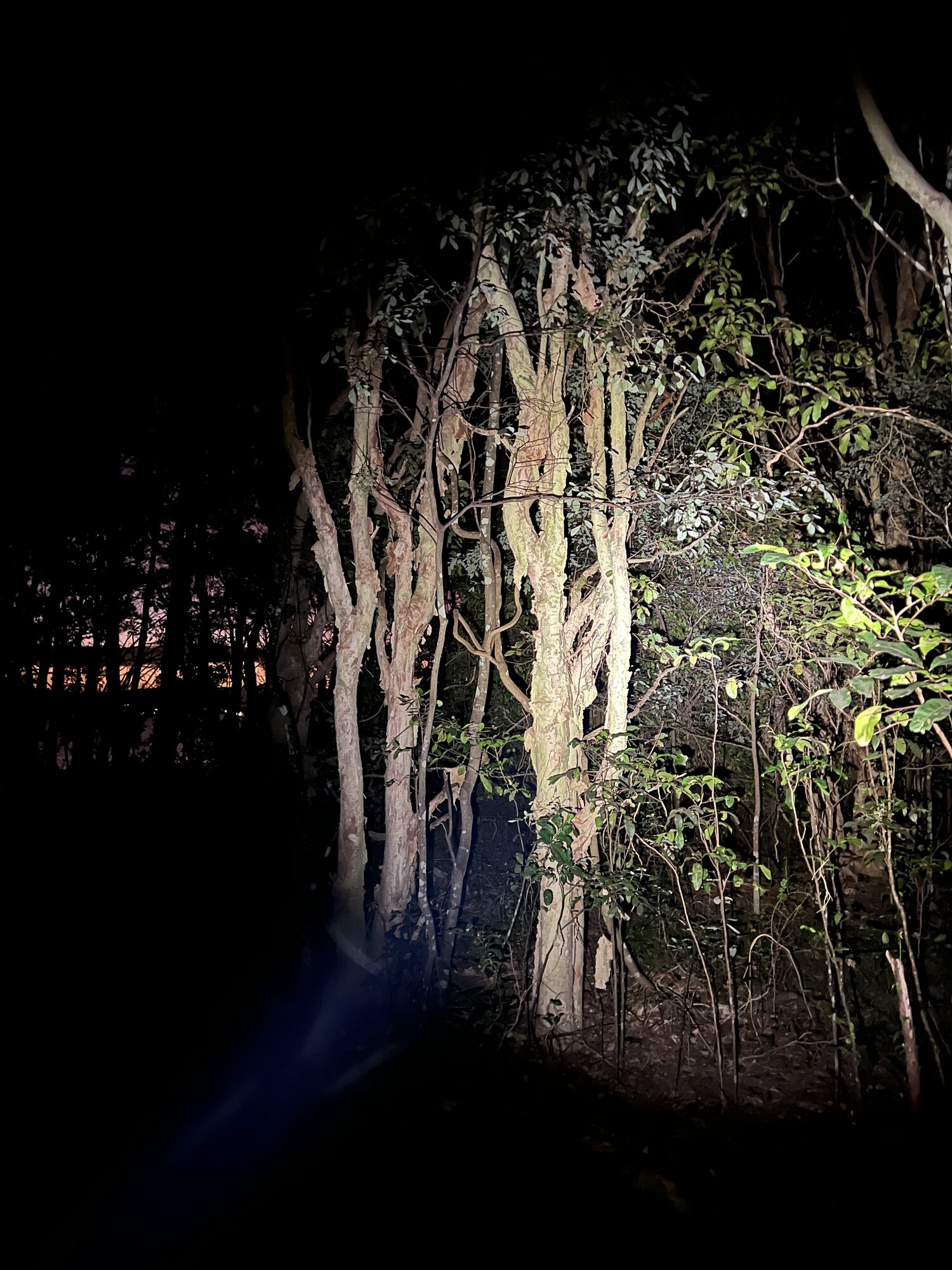 IMG_7075.jpeg