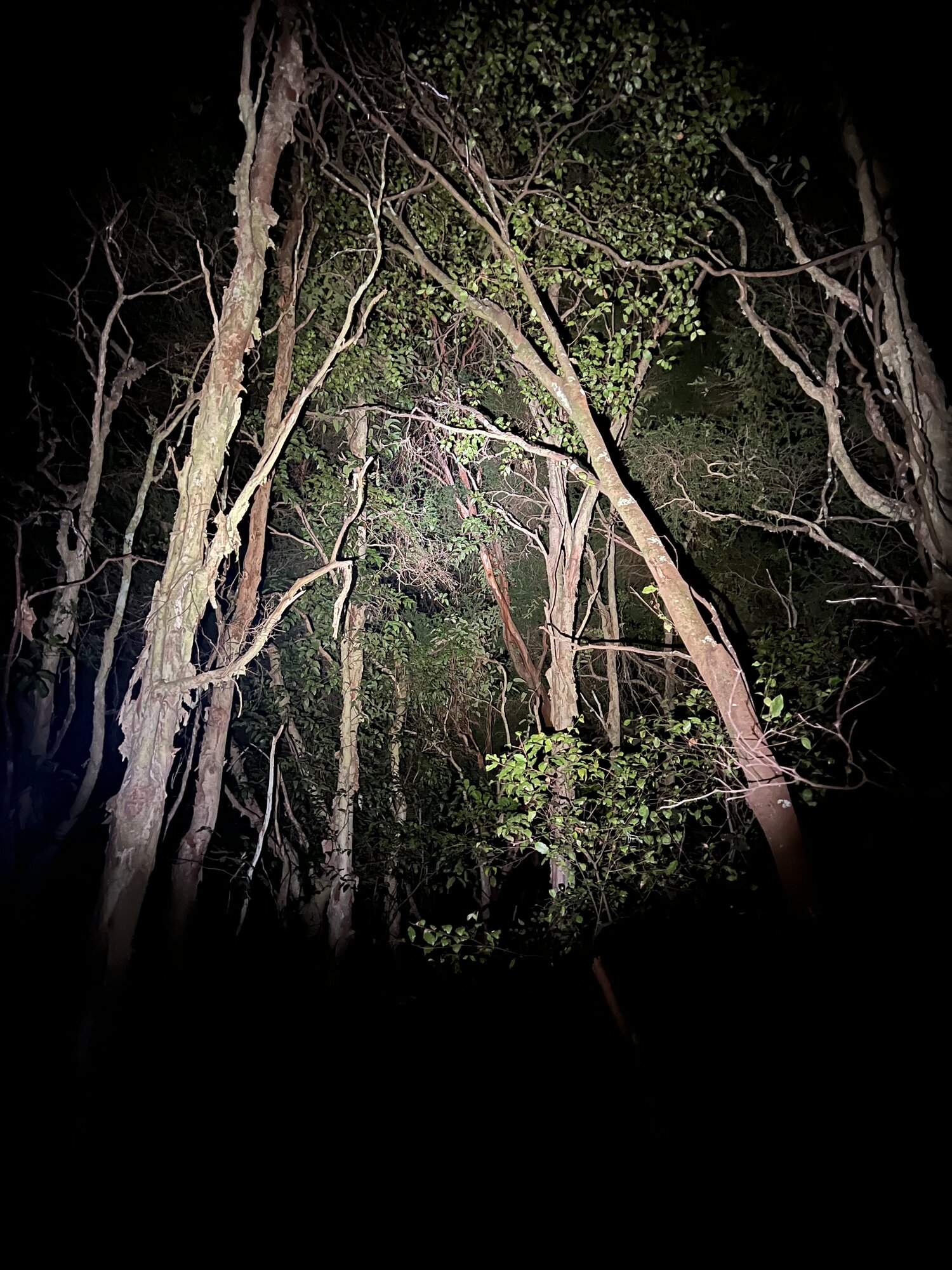 IMG_7071.jpeg