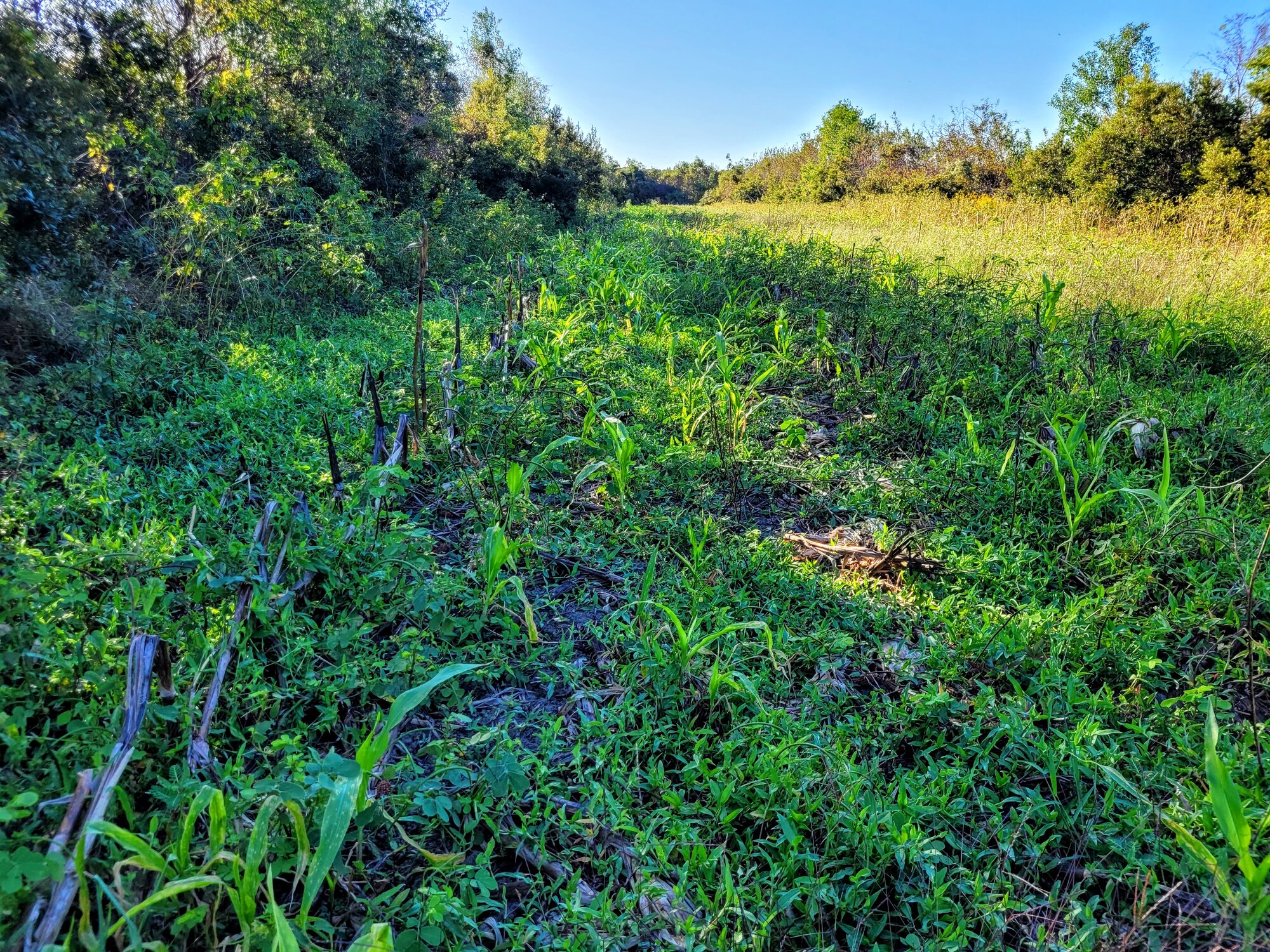 Harvested corn reborn.jpg