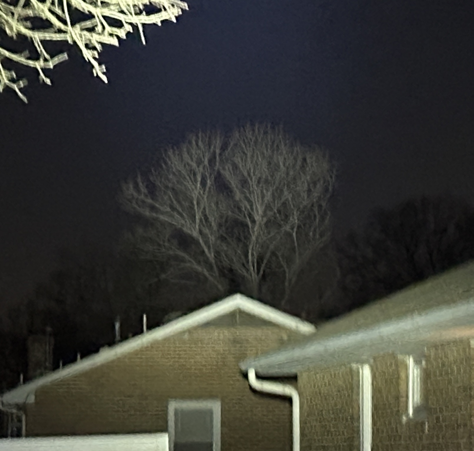 IMG_2595.jpeg