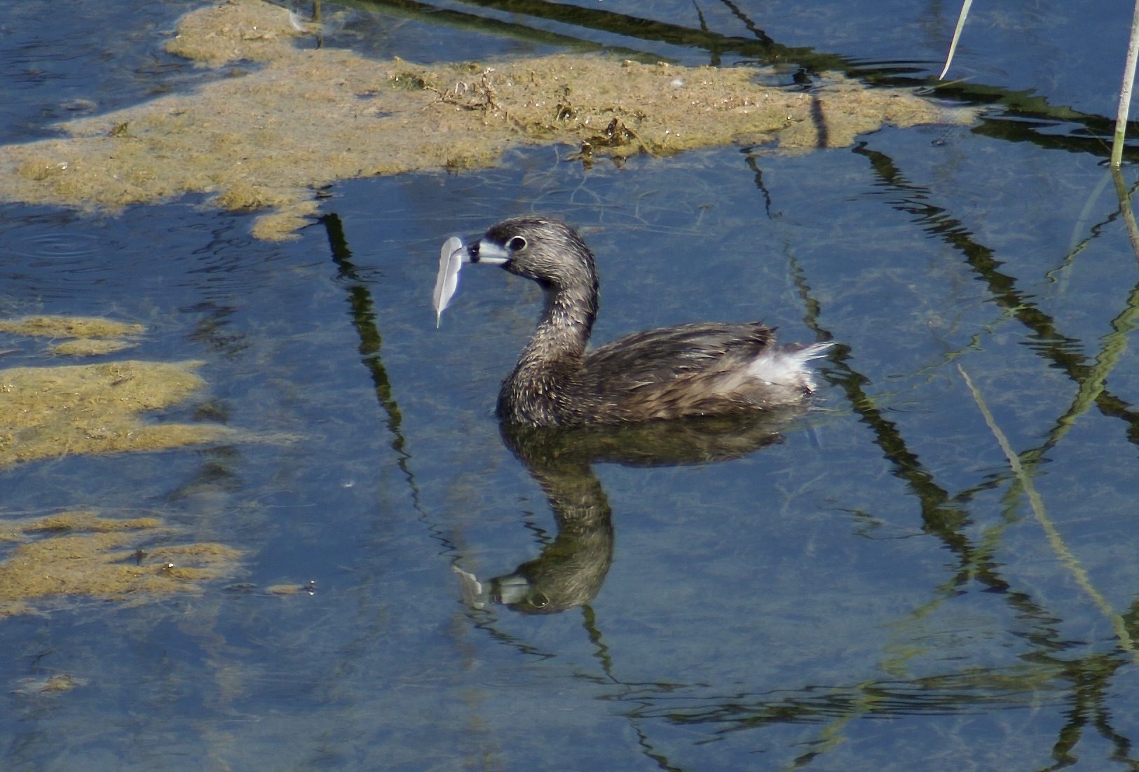 DSC_0011.jpeg