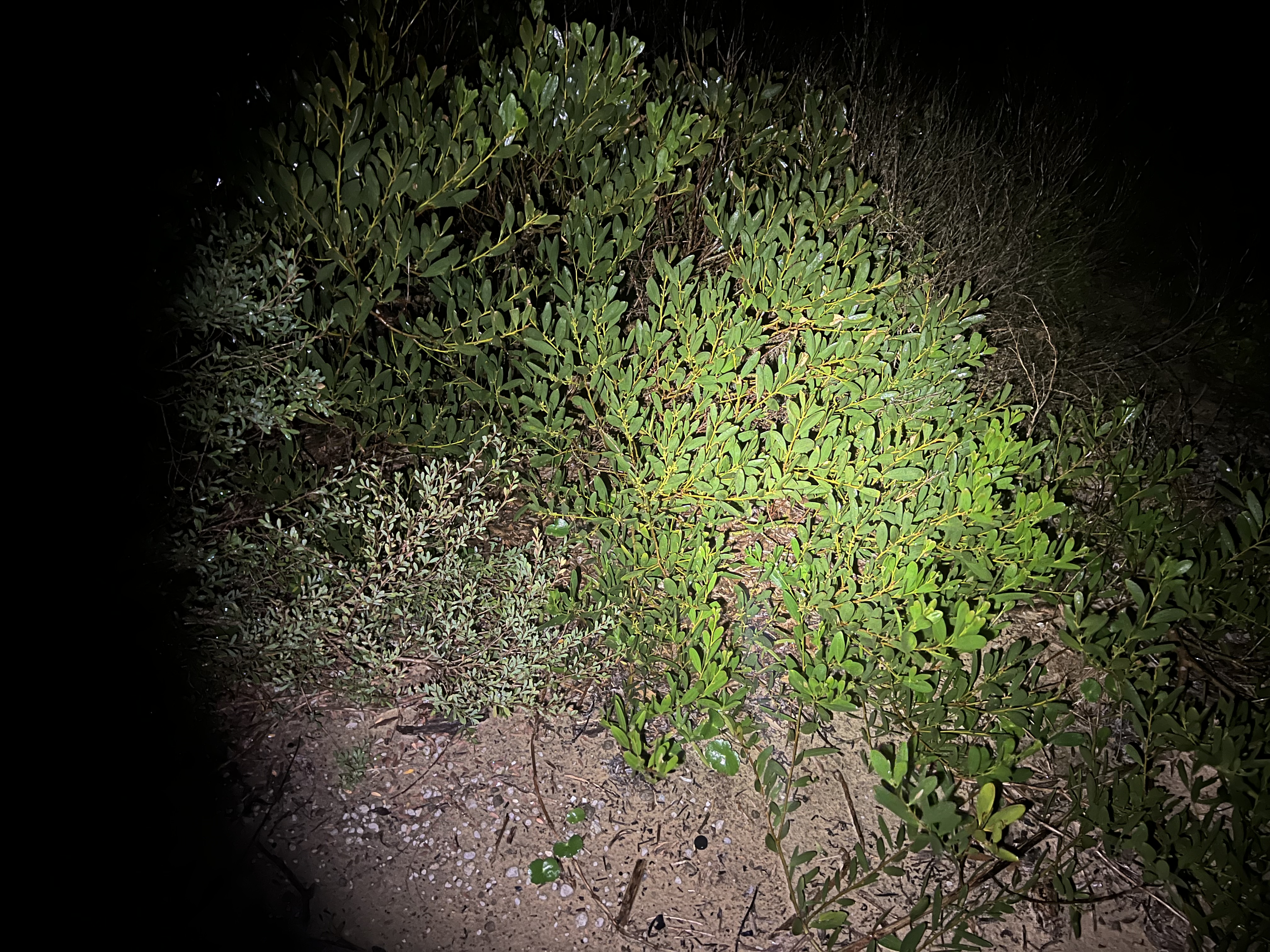 IMG_9762.jpeg