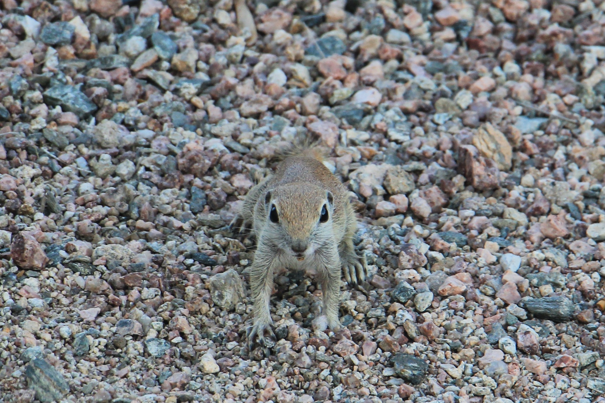 IMG_9163b.jpg