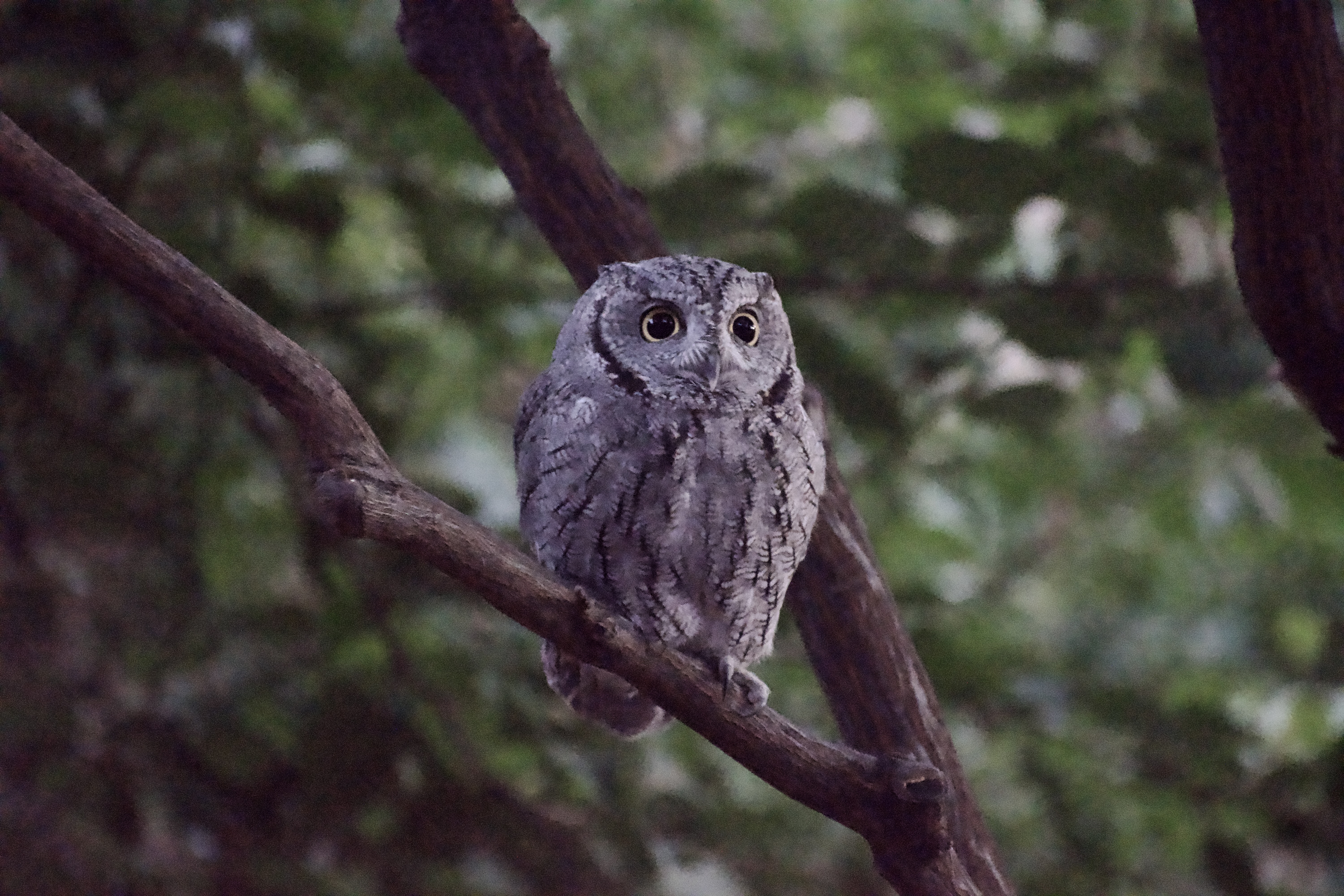 DSC_0001.jpeg