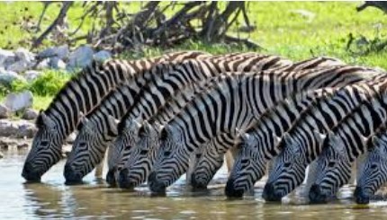zebra Herd 6.jpg