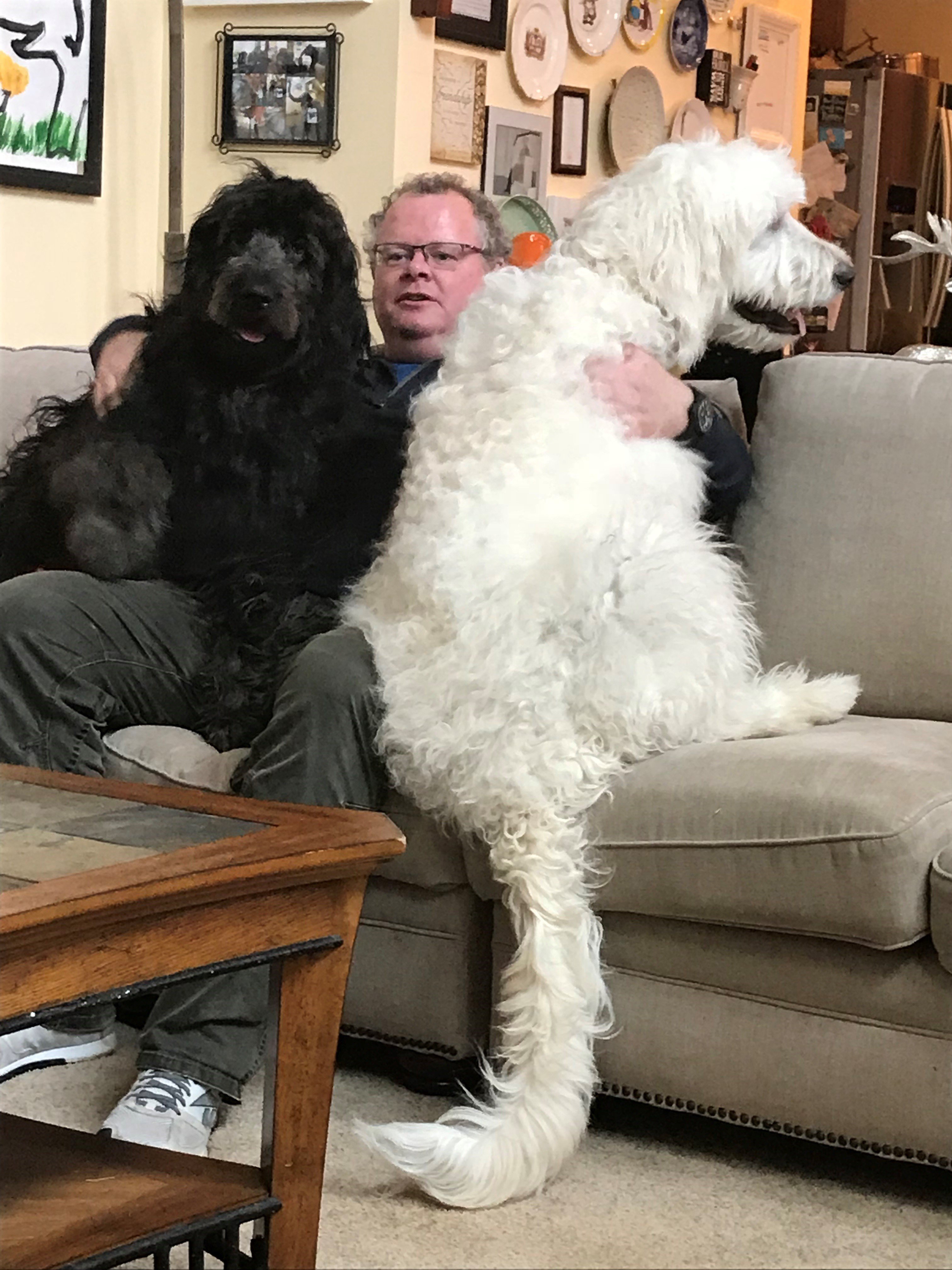 Neale&Dogs.jpg
