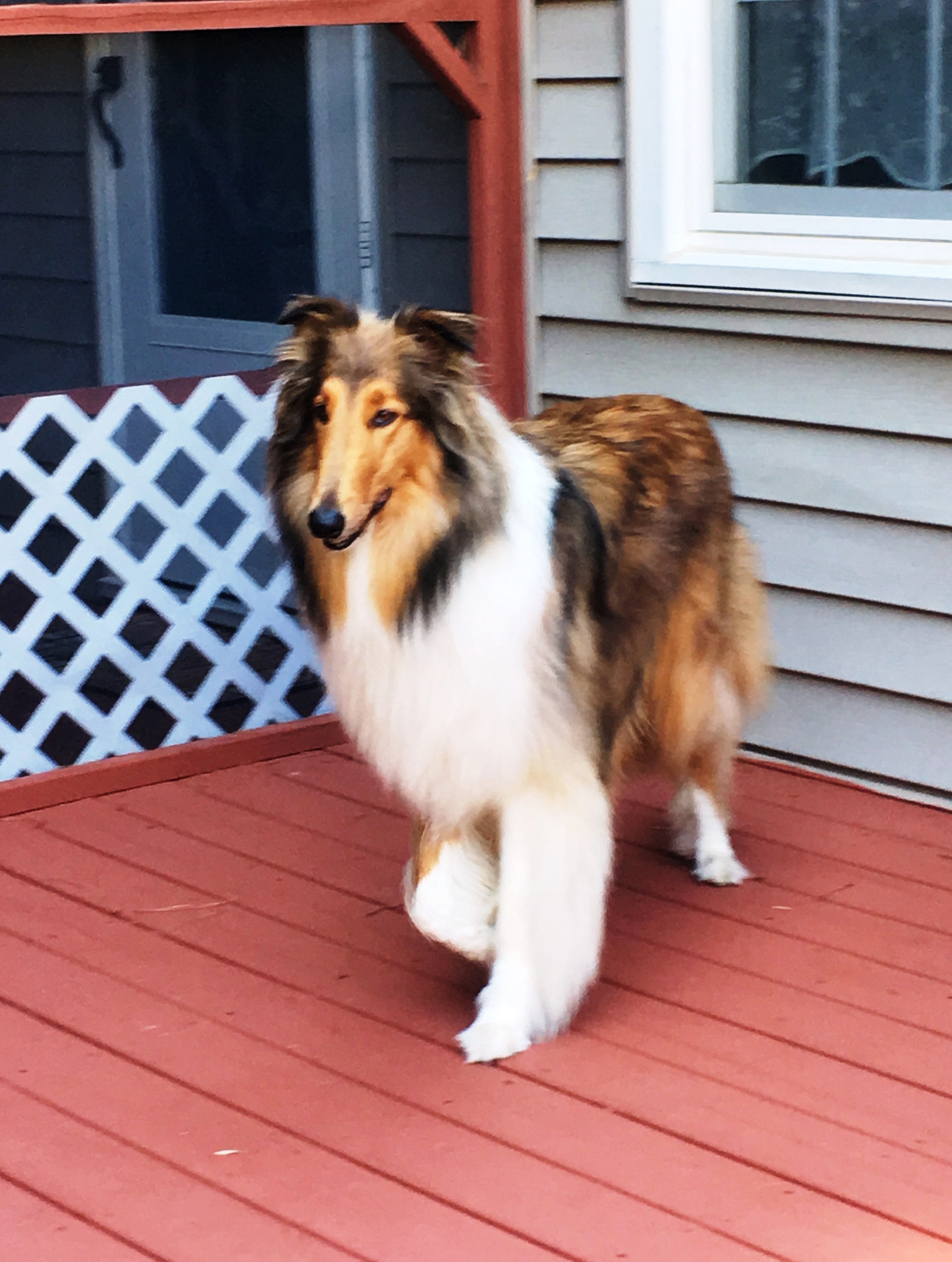 Pretty boy Brody.JPG