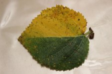 IMG_5632_.jpg