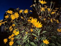 IMG_4243.jpeg