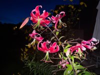 IMG_4240.jpeg