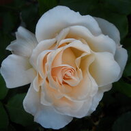 Raymond33
