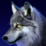 Wolf427