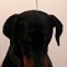 Doberman