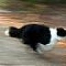 Dog Chaser