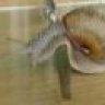 AilSnail