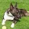 bullterrier