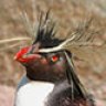 rockhopper