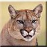 Cougar_Allen