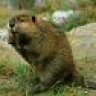 Canuckle