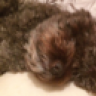 bdogps