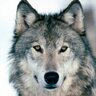wolfgaze