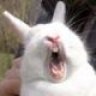 PsychoBunny