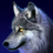 Wolf427