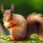 RedSquirrel
