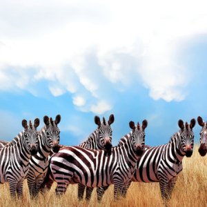 Zebra Herd.jpg
