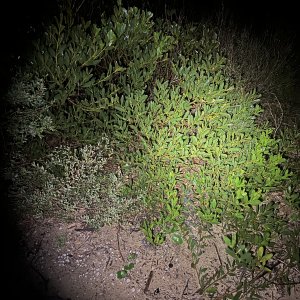 IMG_9762.jpeg