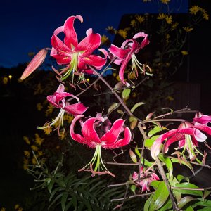 IMG_4240.jpeg