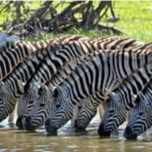 zebra Herd 6.jpg